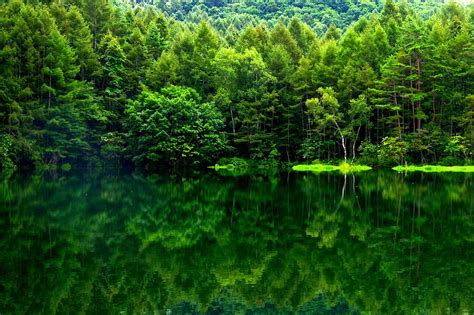Green Forest Lake Forest Bonito Beautiful Place Lake Water Green