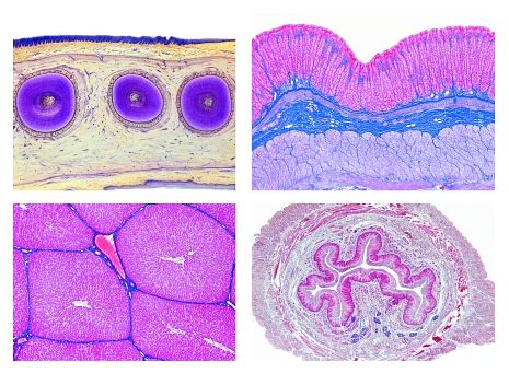 Histology Digestive System 15 Microscope Slides PHYWE