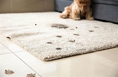 11 Reasons Why Do Dogs Scratch The Carpet Easy Solutions