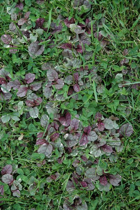According to farmer's almanac, clover has the ability to convert nitrogen into fertilizer using bacteria in its root system, practically eliminating the need for additional fertilization.. MagicLoveCrow: Bugleweed, Clover, Grass and a Gargoyle