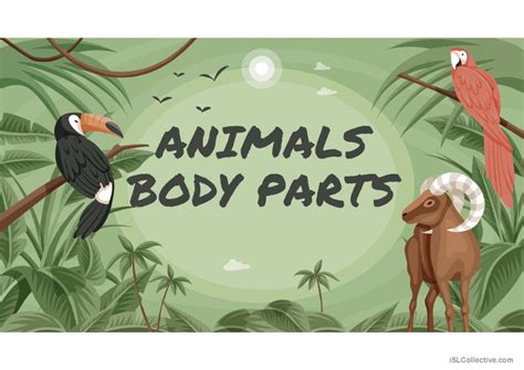 Animal Body Parts General Vocabular English Esl Powerpoints