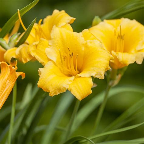 Hemerocallis Everydaylily Yellow Punch Daylily Taglilie Im Pflanzenshop