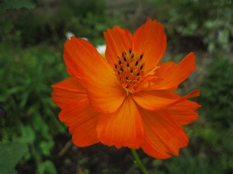 Orange Cosmos I First Grew These As A Little Girl And I Called Them