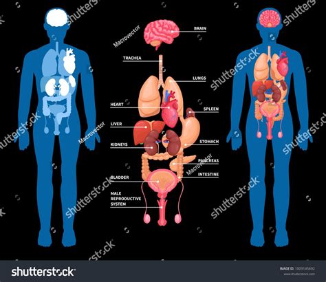 Human Anatomy Layout Of Internal Organs In Male Body Isolated On Black