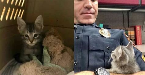 Cop Comforts Lost Kitten At Police Station And Becomes Her New Dad We
