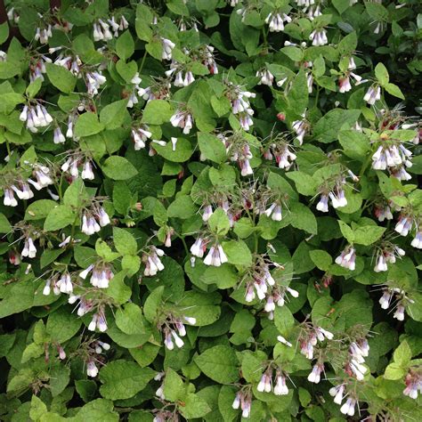 A hardy ground cover, this plant looks wonderful used as part of sloped landscaping. Symphytum grandiflorum. Hardy shade tolerant ground cover ...