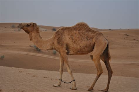 Free Images Landscape Sand Desert Dune Adventure Land Journey Dubai Tourism Fauna
