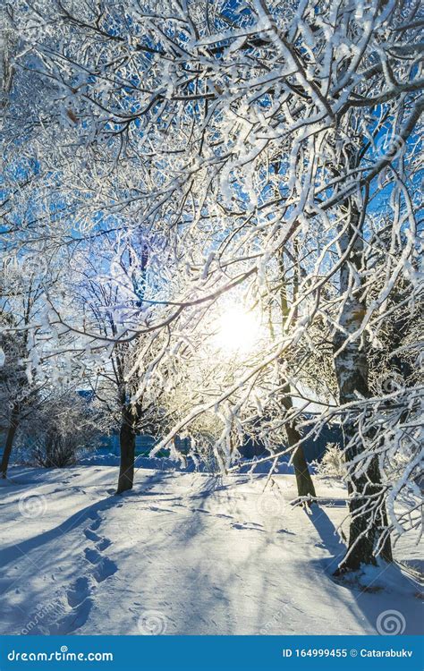 Snowy Winter In The Park Trees Covered With White Fluffy Snow Winter