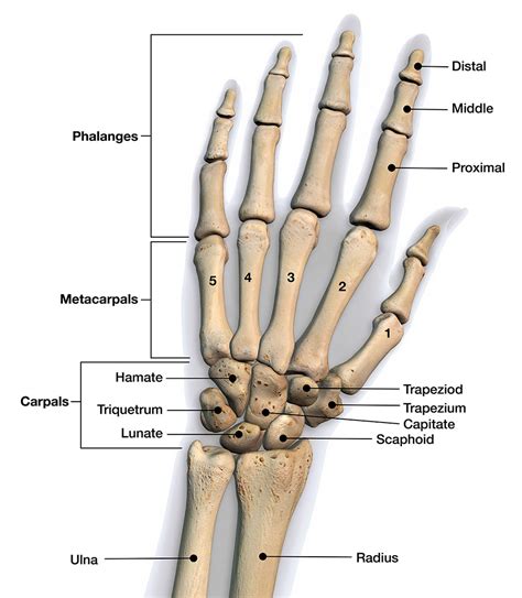 Строение кисти руки человека анатомия фото и описание