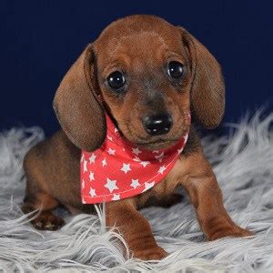 Dachshund puppies for sale your search returned the following puppies for sale. Dachshund Puppies for Sale in PA | Dachshund Puppy Adoptions