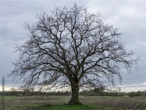 An Oak Tree Without Leaves On A Field In Spring Stock Photo And