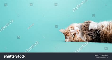 80266 White Beautiful Fluffy Relaxing Cat Adorable Pet Images Stock