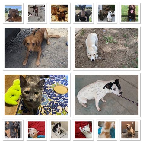 Skatiet 6 sociālās lapas, ieskaitot facebook un twitter, tālrunis, tīmekļa vietnes un sīkāku informāciju par šo foster pet outreach darbojas dzīvnieku patversme, individuālie pakalpojumi, visas biedru organizācijas, citu organizācija aktivitātēs. Foster Pet Outreach - Home | Facebook