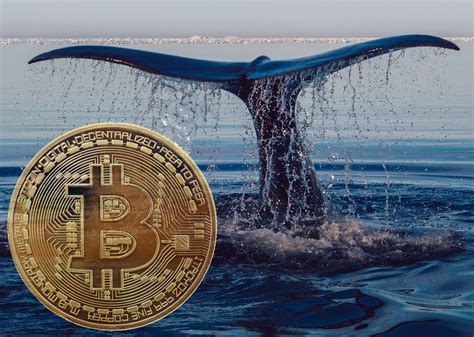 Learn about btc value, bitcoin cryptocurrency, crypto trading, and more. A Bitcoin (BTC) Whale Emptyed Wallet - Somag News