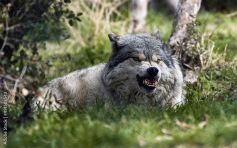 North American Gray Wolf Baring Her Teeth Stock Photo Adobe Stock