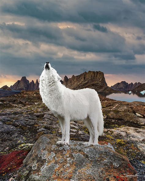 Arctic Wolf Howling Digital Art By M Spadecaller Fine Art America