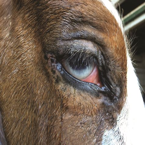 How To Treat An Eye Ulcer In A Dog