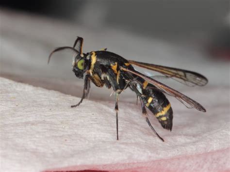 Clearwing Wasp Mimic Dr Ross Piper