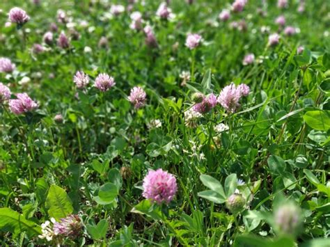 Red Clover Lawn Why Plant One And What To Plant Instead