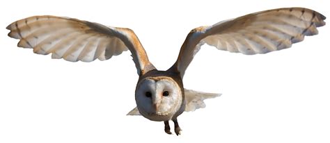 Owl Png