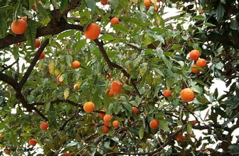Restringen La Plantación De Naranjos En Toda La Ciudad La Gaceta Tucumán