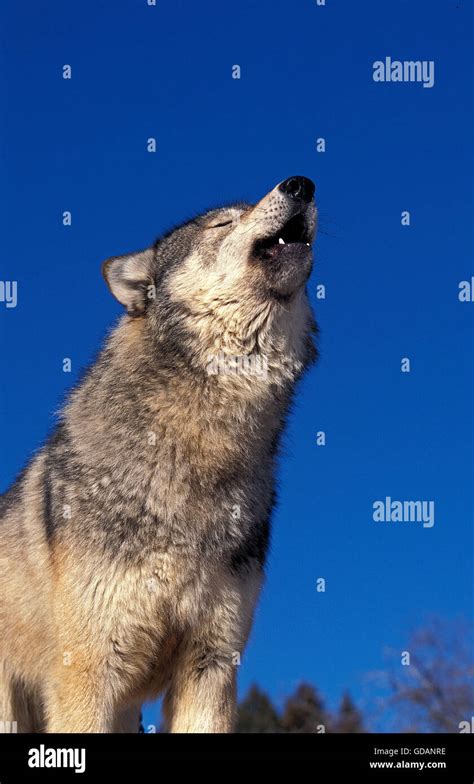 North American Grey Wolf Canis Lupus Occidentalis Adult Howling