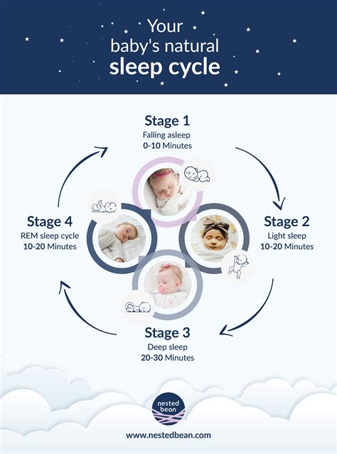 different stages of sleep cycle