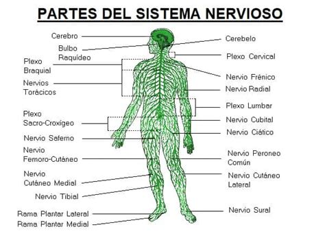 Partes Del Sistema Nervioso Central Y Sus Mind Map My XXX Hot Girl