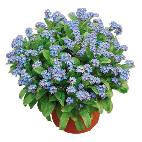 Myosotis Savoie Blue Beekenkamp Plants