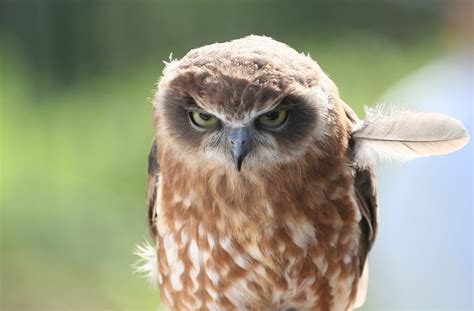 Angry Owl Photo One Big Photo