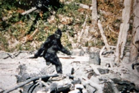 Are There Sasquatches On The Back Roads 4 Photos Sault Ste Marie News