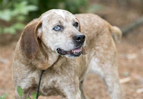 Female Redtick Coonhound With One Blue Eye And Floppy Ears Outside On