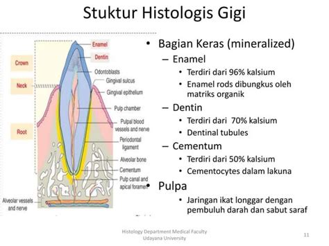 Struktur Histologi Rongga Mulut Oleh Dr I Wayan Sugiritama M Kes