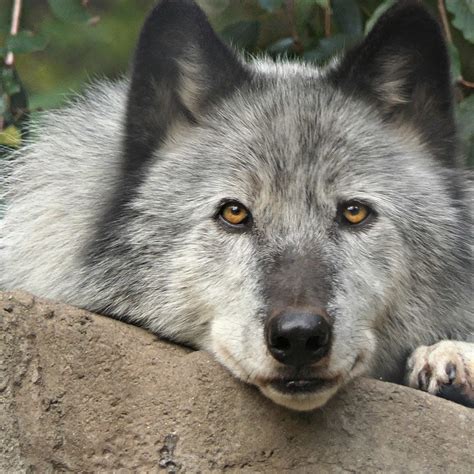 Virtual Enrichment Program With Wolves At The Wolf