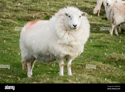 Fluffy Sheep Hi Res Stock Photography And Images Alamy