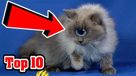 top   unusual cat breeds youtube