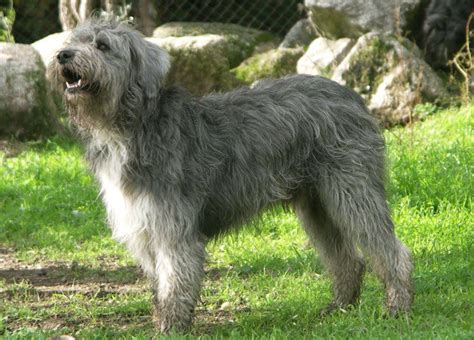 Barbado Da Terceira é Uma Raça Canina Com Origem Na Ilha Terceira Açores Reconhecida Em