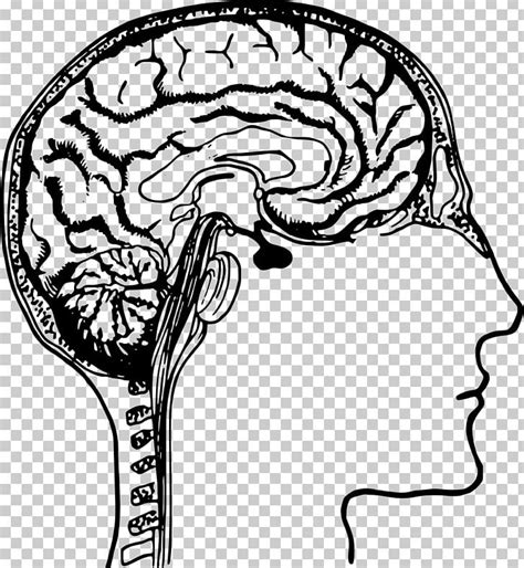 Idea Human Brain Png Clipart Artwork Black And White Brain Clip