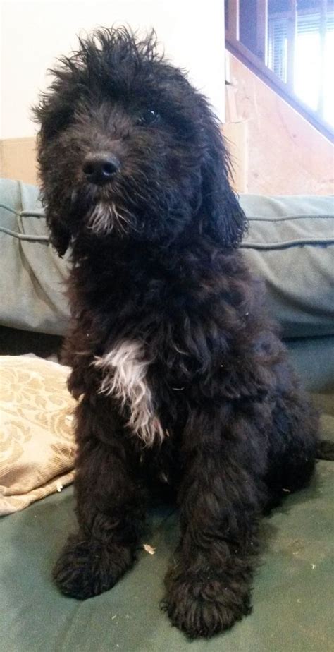 Absolutely no breeding rights sold. Goldendoodle pup one black girl available | Canterbury ...