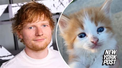 Cat That Looks Like Ed Sheeran Is ‘purr Fect The Australian