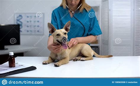 Veterinarian Examining Dog With Stethoscope Animal Shelter Care Social