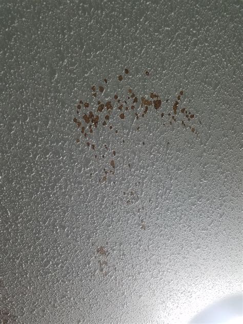 Stain On My Ceiling Rwhatisthis
