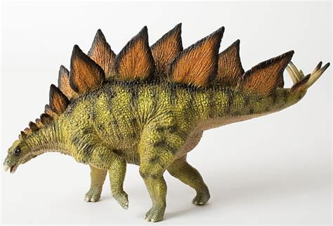 Stegosaurus And The Red Plates Along Its Back