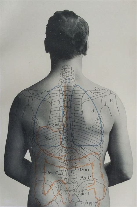 Antique 1900s Medical Diagram Scientific Print Human Anatomy Stomach