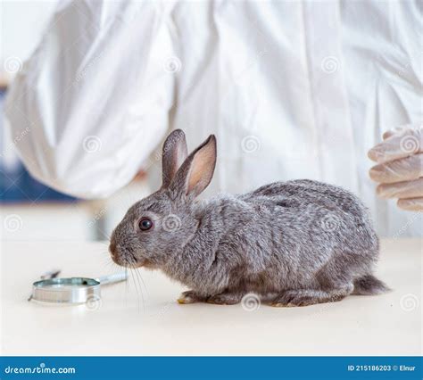 Scientist Doing Testing On Animals Rabbit Stock Image Image Of