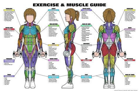 Exercise And Muscle Guide Exercise Weight Training Strength Training