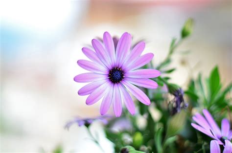 1000+ Beautiful Spring Flowers Photos · Pexels · Free Stock Photos