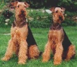 If you are interested in being added to the airedale, welsh, and/or lakeland terrier puppy contact lists to be contacted when they are born please email me and let me know which (or all) lists. 301 Moved Permanently