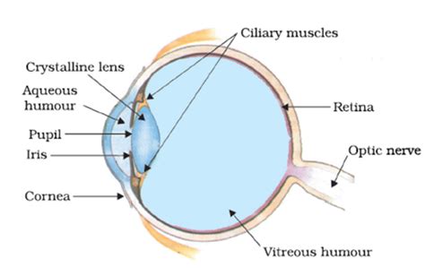 Draw The Labelled Diagram Of Human Eye And Explain The Image Formation