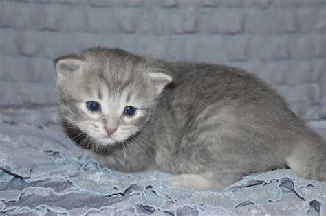 Siberian Kittens For Sale Florida Arctic Eclipse
